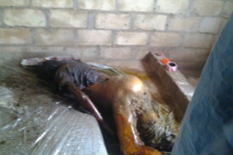 Gabon : Soupçons de prélèvement d'organes sur le corps d'une femme assassinée 